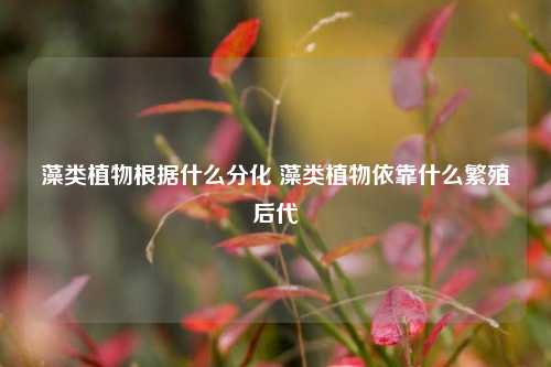 藻类植物根据什么分化 藻类植物依靠什么繁殖后代