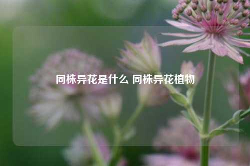 同株异花是什么 同株异花植物